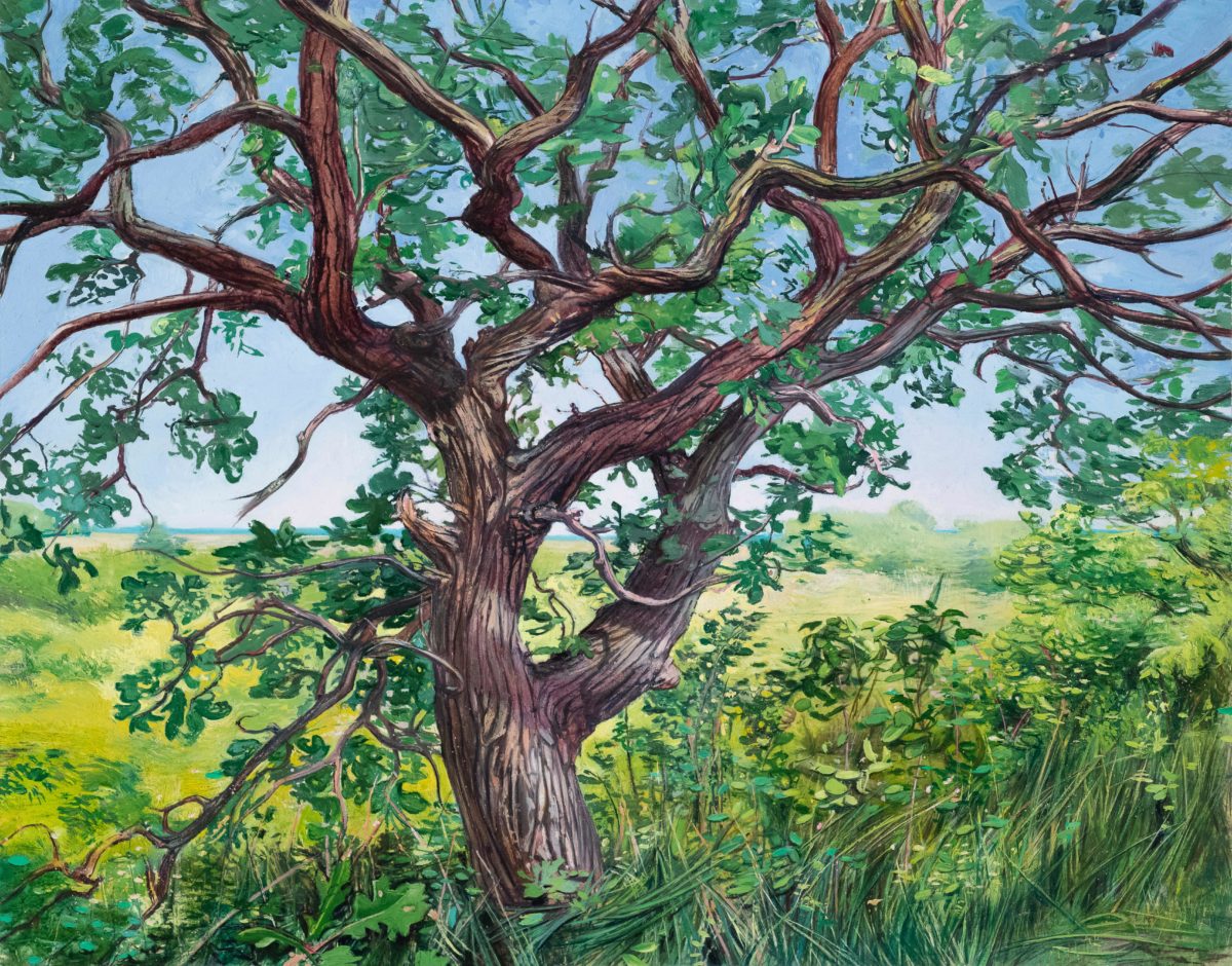 a painting by melanie vote representing a burr oak tree in greenery